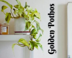 Golden Pothos can thrive in low light bathrooms