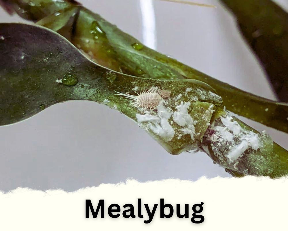 Mealybug Infestations Can Cause White Spots on Bamboo Leaves