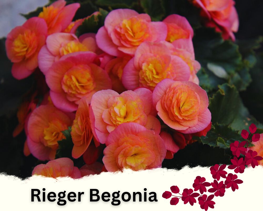 Rieger Begonia is a flowering houseplant