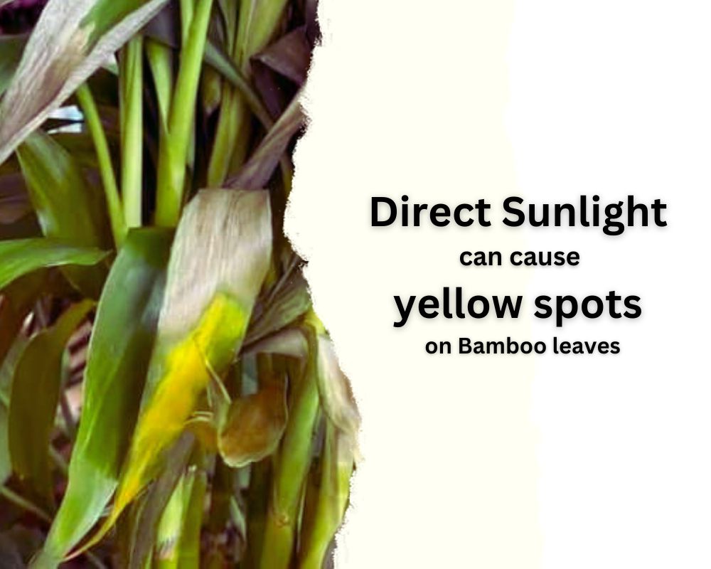 Direct Sunlight impact on bamboo healthy