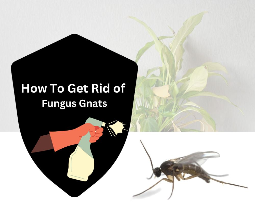 Get Rid of Fungus Gnats in Houseplants Naturally