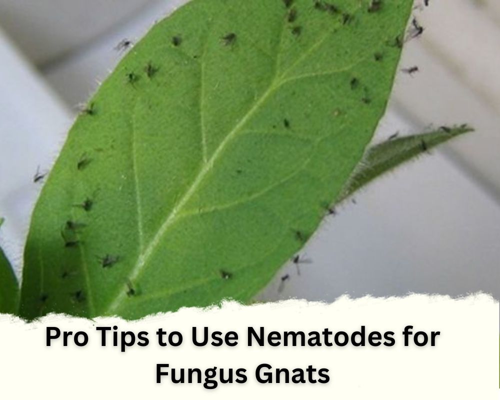 Pro Tips to Use Nematodes for Fungus Gnats in Houseplants