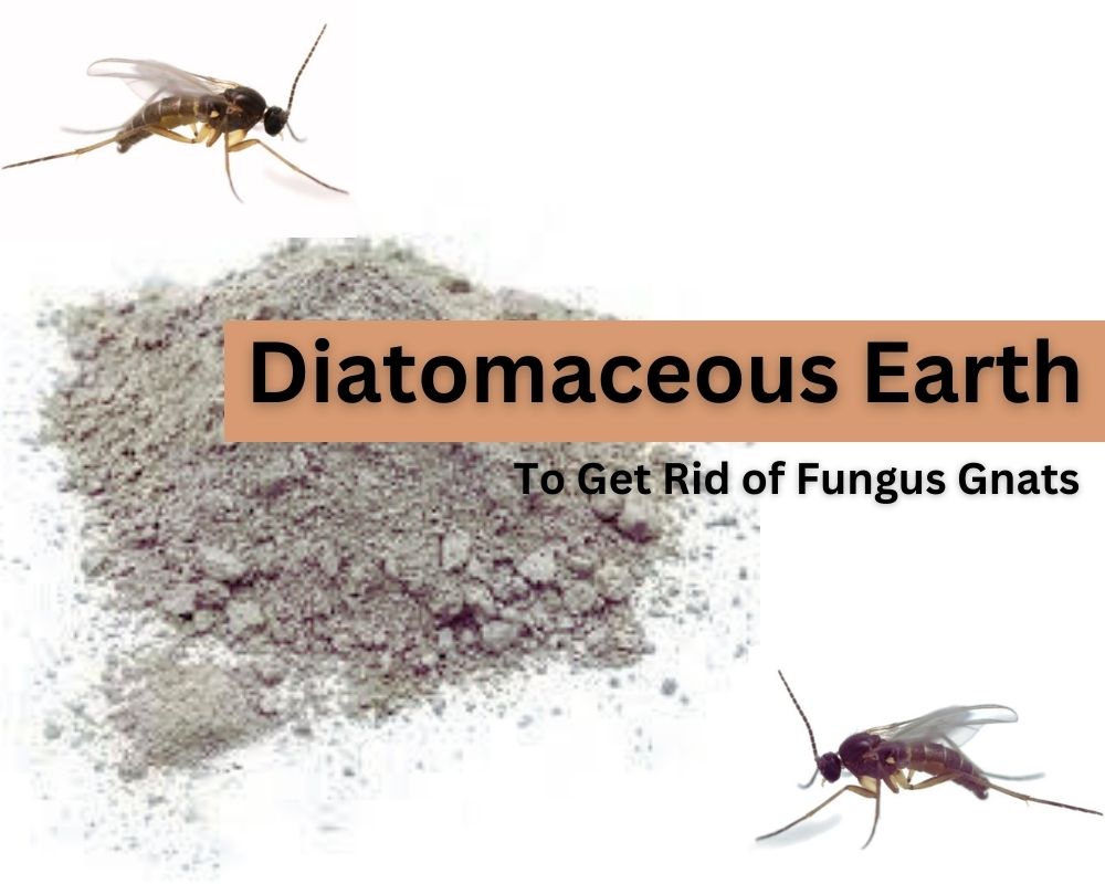 Diatomaceous Earth to get rid of fungus gnats in houseplants
