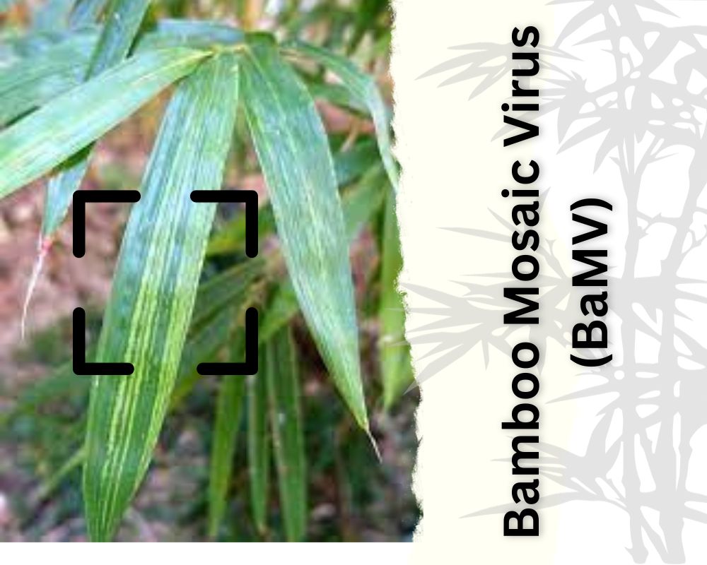 Bamboo Mosaic Virus (BaMV): Lucky Bamboo Diseases