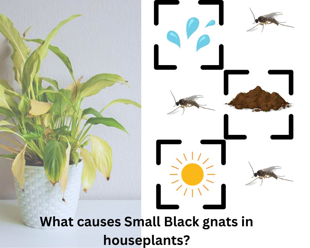 What causes Small Black gnats in houseplants?