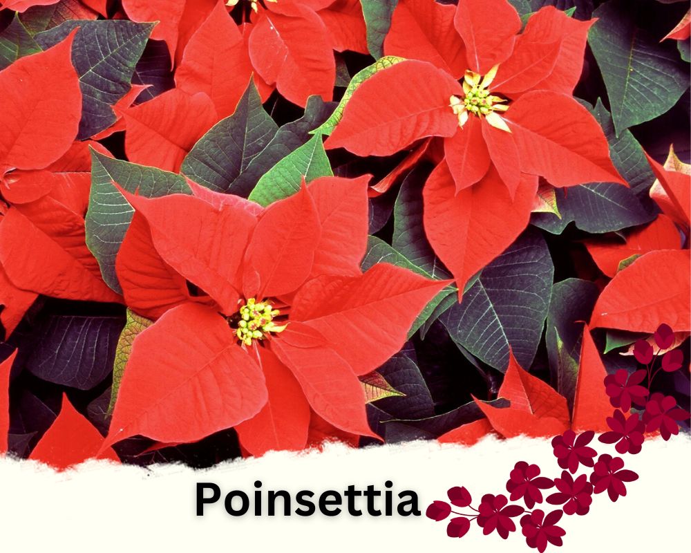 Poinsettia is a flowering houseplant