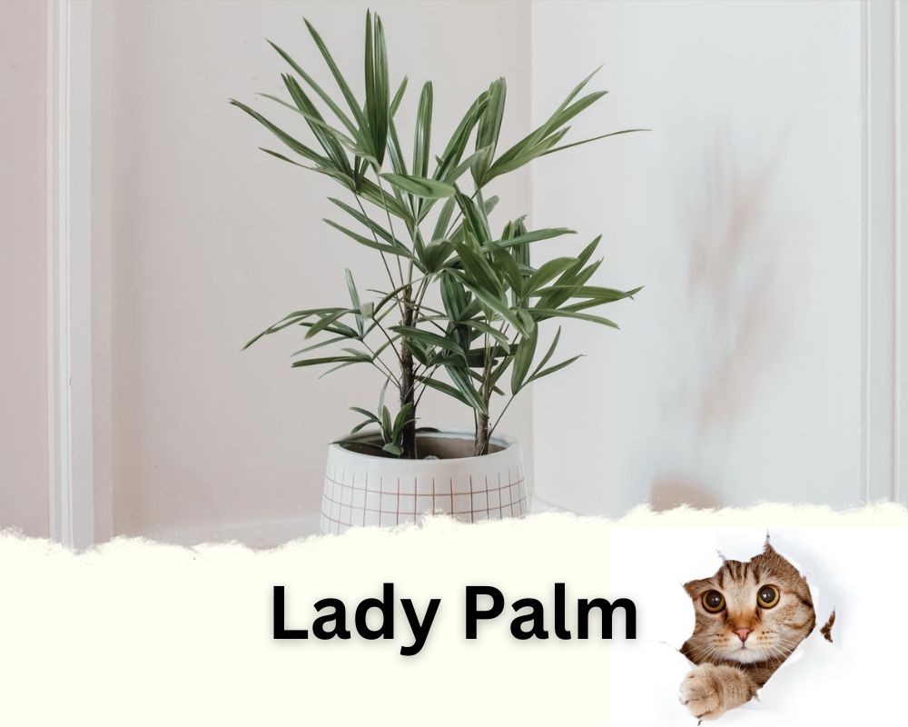 Lady Palm is a low light indoor tree that is not toxic for cats