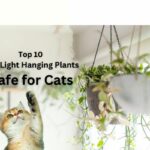 Low Light Hanging Plants Safe for Cats