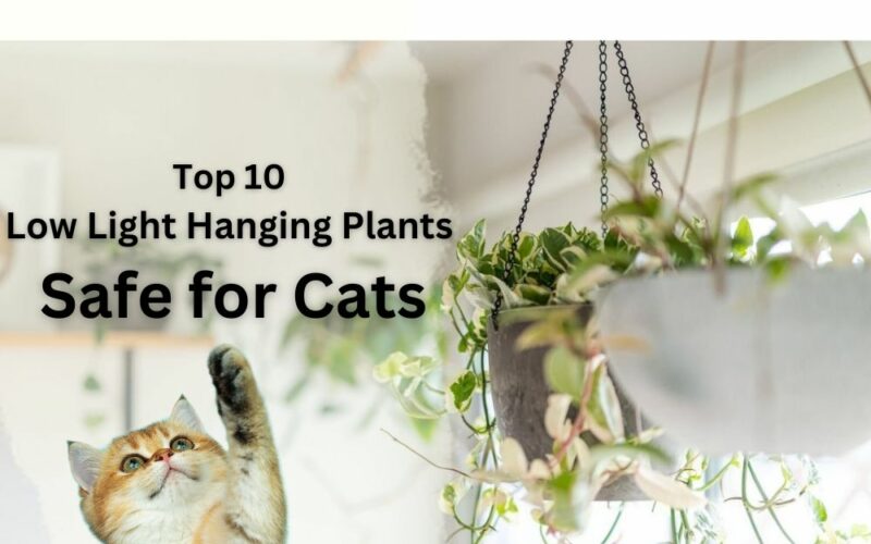 Top 10 Low Light Hanging Plants Safe for Cats in 2024