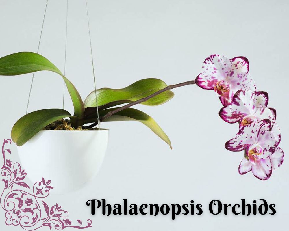 Phalaenopsis Orchids can thrive in low light bathrooms