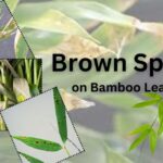what are the Brown Spots on Bamboo Leaves