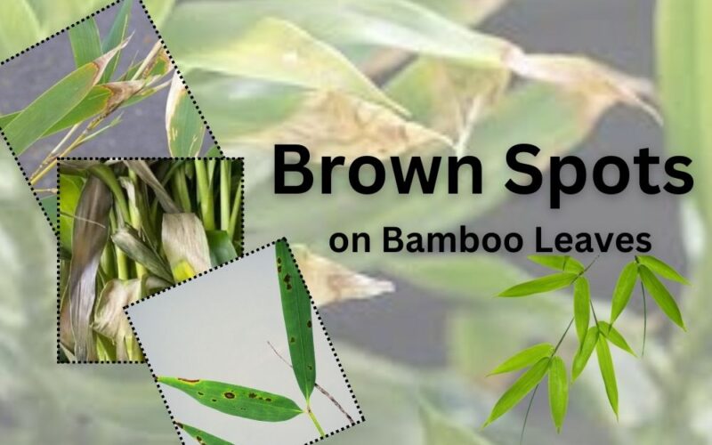 what are the Brown Spots on Bamboo Leaves