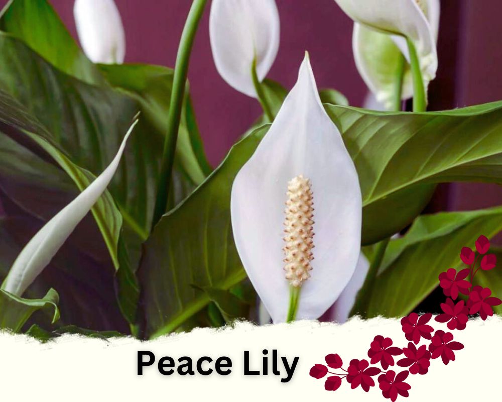 Peace Lily with white flowers 