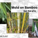 Mold on Bamboo Plants