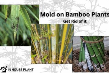 All about Mold on Bamboo Plants and Get Rid of it