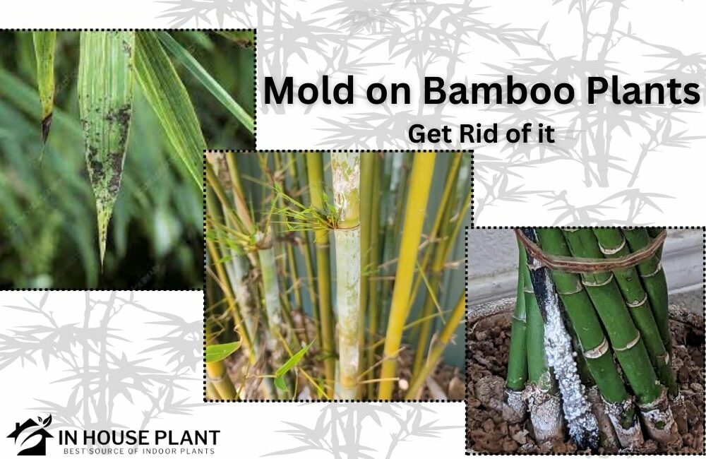 All about Mold on Bamboo Plants and Get Rid of it
