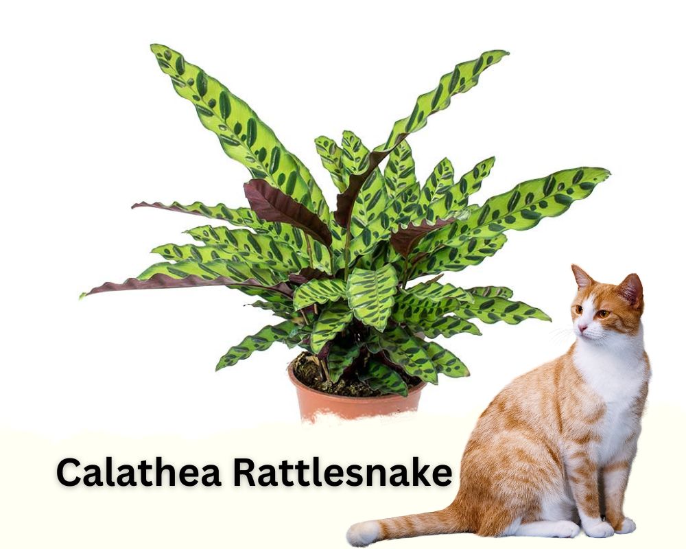 Calathea Rattlesnake is safe for cats