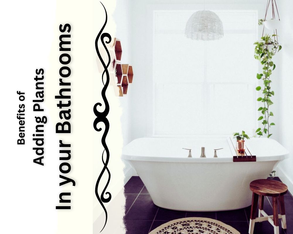 benefits of adding Hanging Plants for the Bathrooms