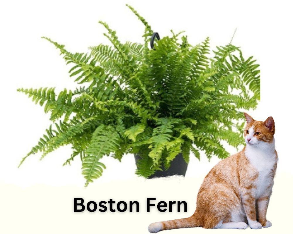 Boston Ferns are low light hanging plants safe for cats