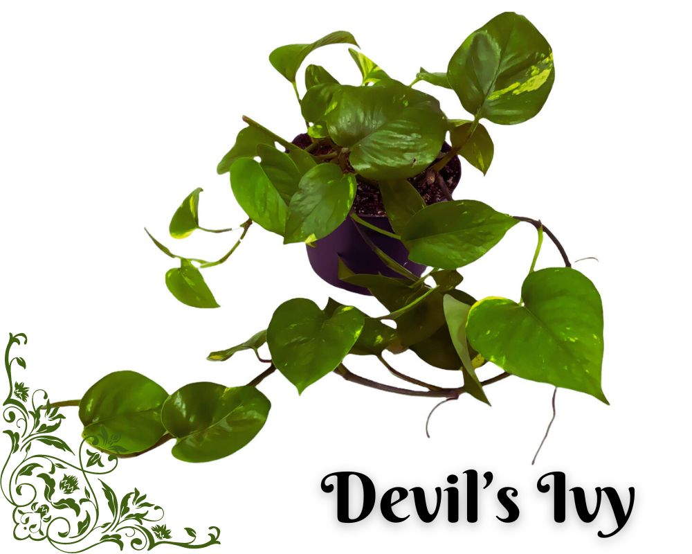 Devil’s Ivy can thrive in bathrooms