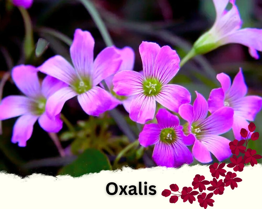Oxalis is a flowering house plant