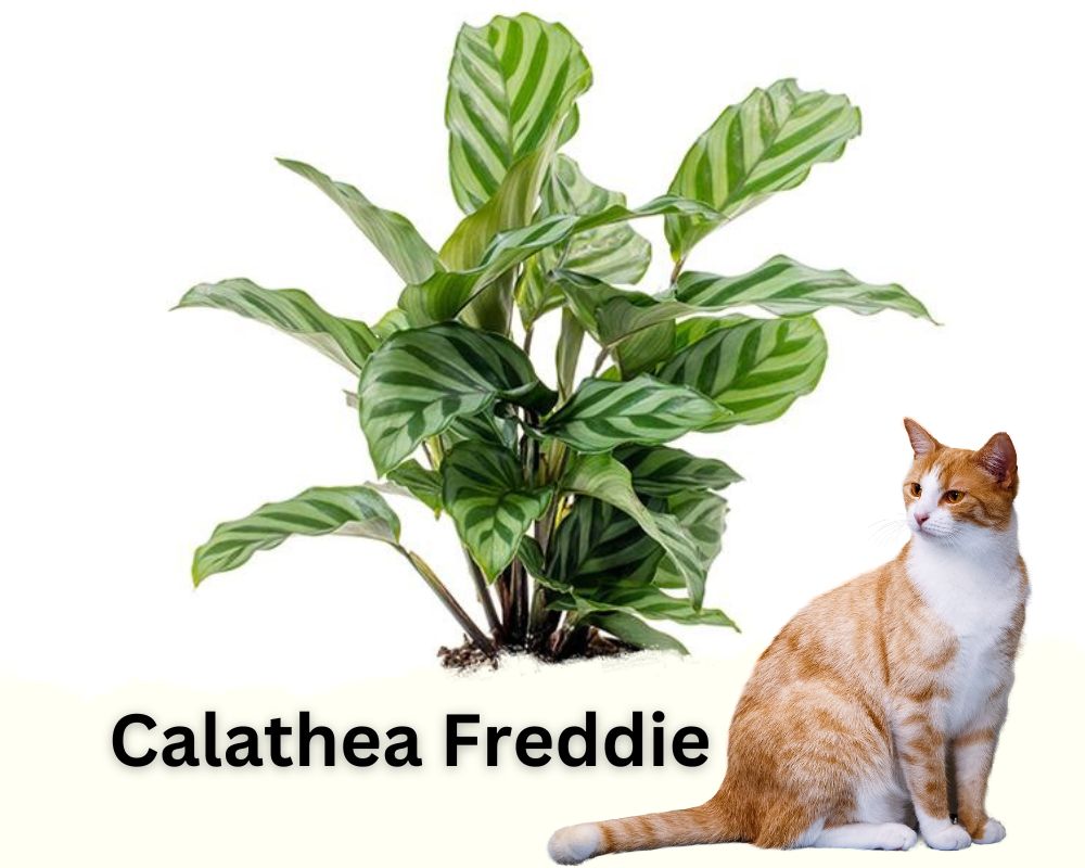 Calathea Freddie is not toxic for cats