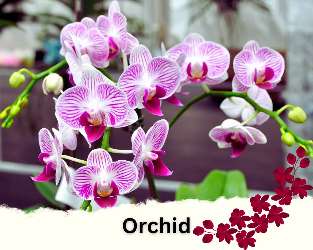 Orchid is one of the flowering house plants