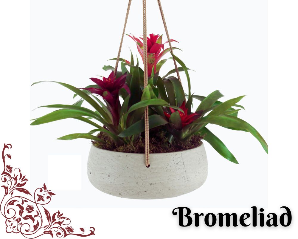 Bromeliad is a low-light hanging plant for bathrooms