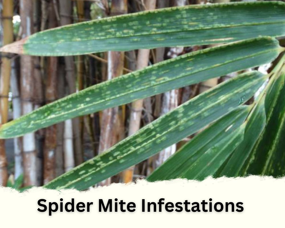 Spider Mite Infestations can cause yellows spots on bamboo leaves