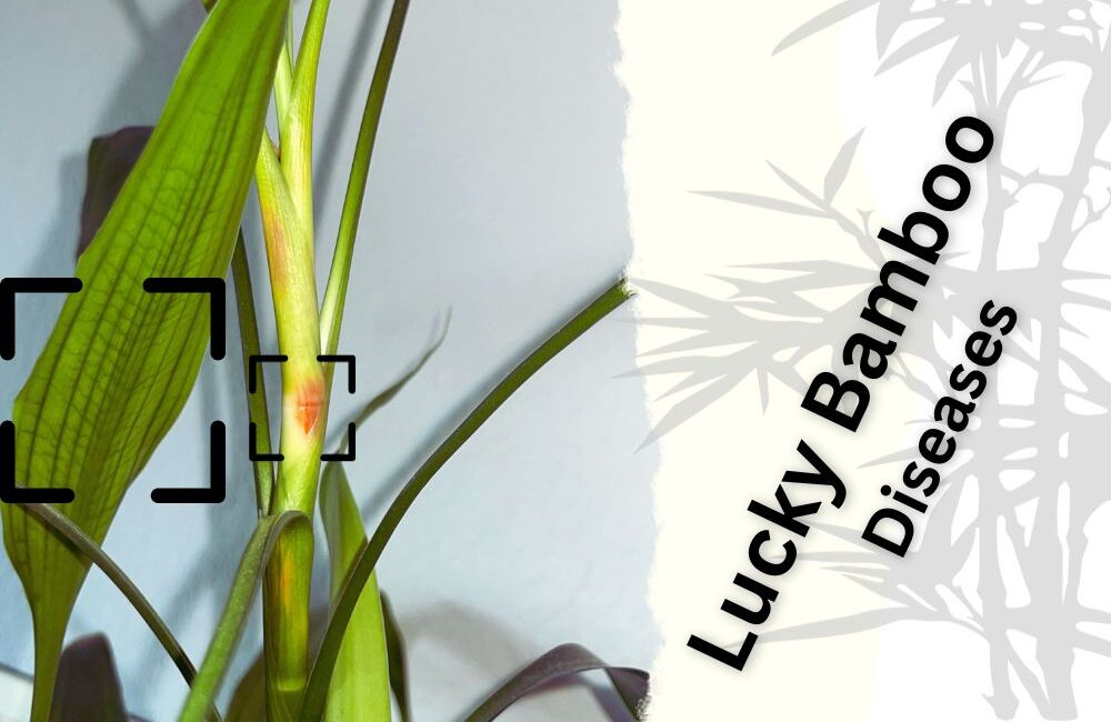 Lucky Bamboo Diseases Lucky Bamboo Fungus and Viruses + Images