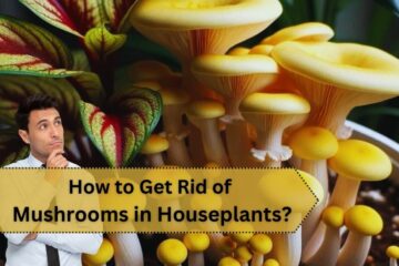 How to Get Rid of Mushrooms in Houseplants? Best Practical Ways