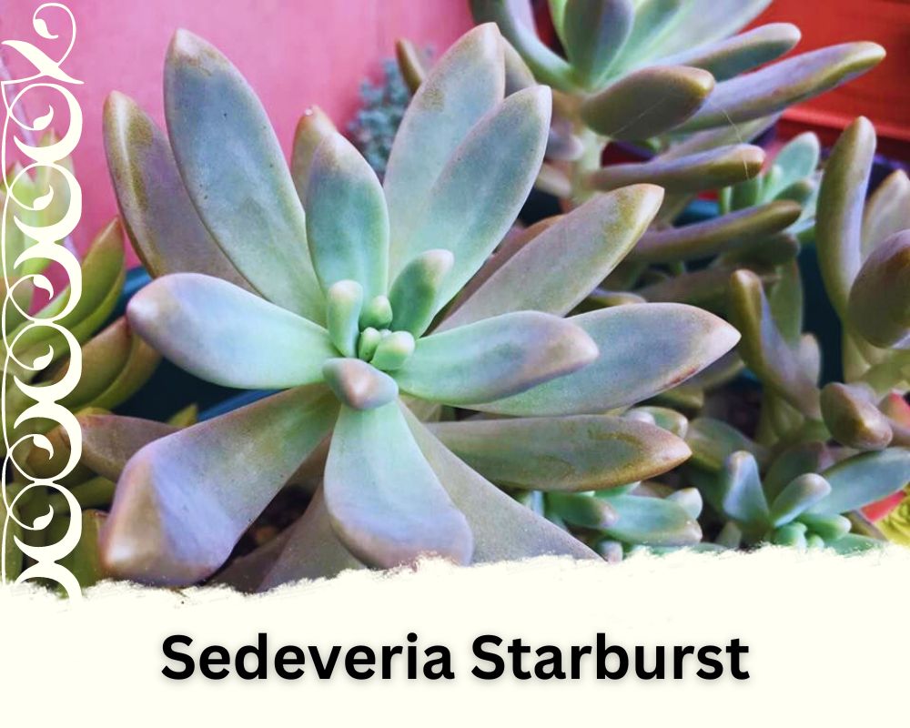 Sedeveria "Starburst" is a succulent plant