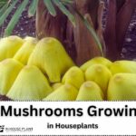 Mushroom Growing in Houseplants