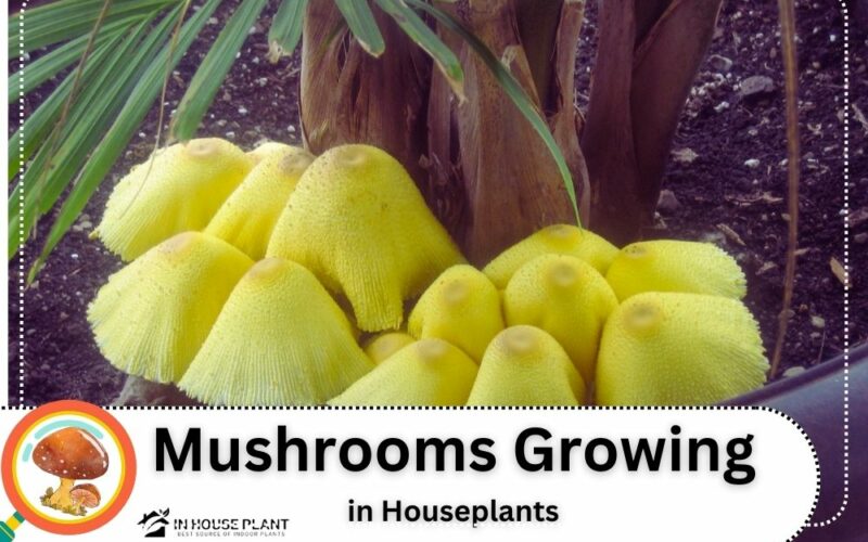 Mushroom Growing in Houseplants: Detect and Get Rid of them Easily