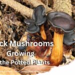 Black Mushrooms Growing in the Potted Plants