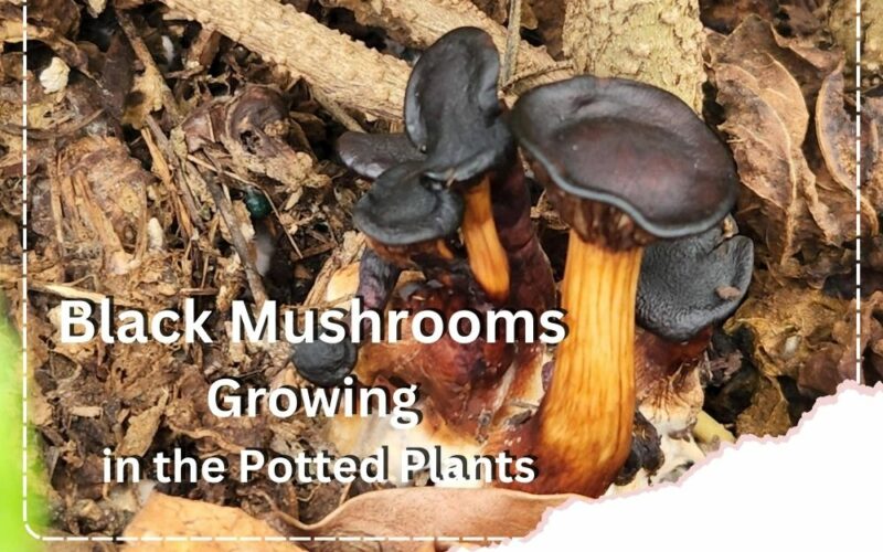 4 Black Mushrooms Growing in the Potted Plants + Images and All You Must Know