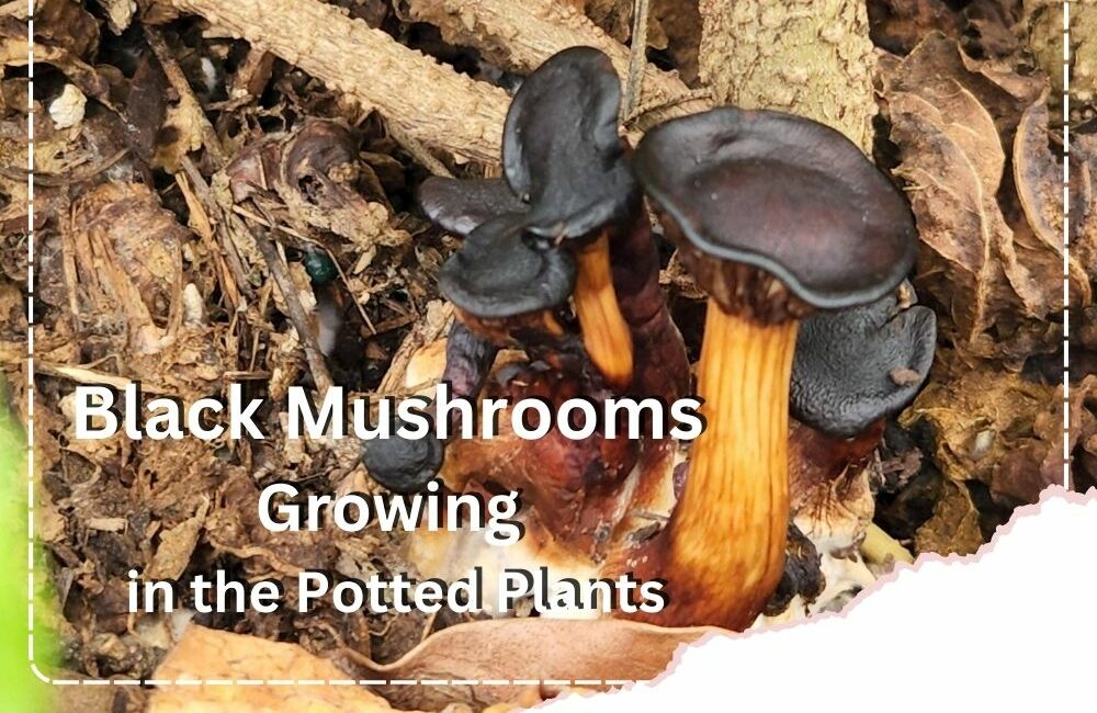 4 Black Mushrooms Growing in the Potted Plants + Images and All You Must Know