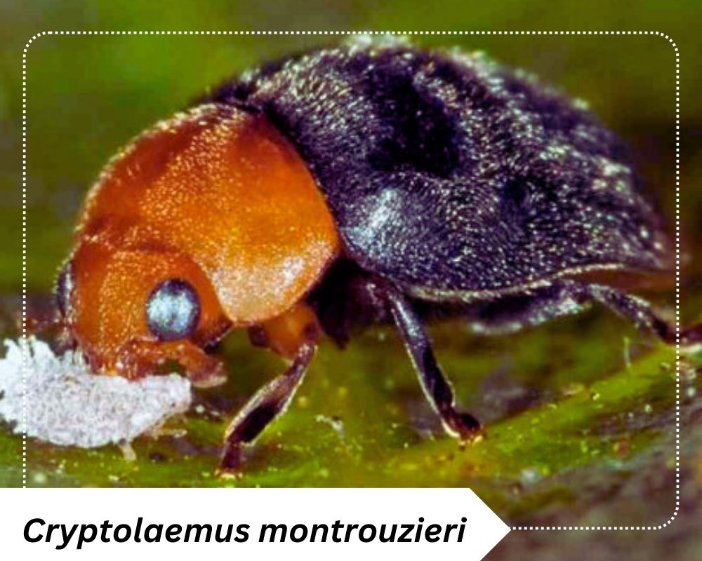 Cryptolaemus montrouzieri for biological control of mealybugs