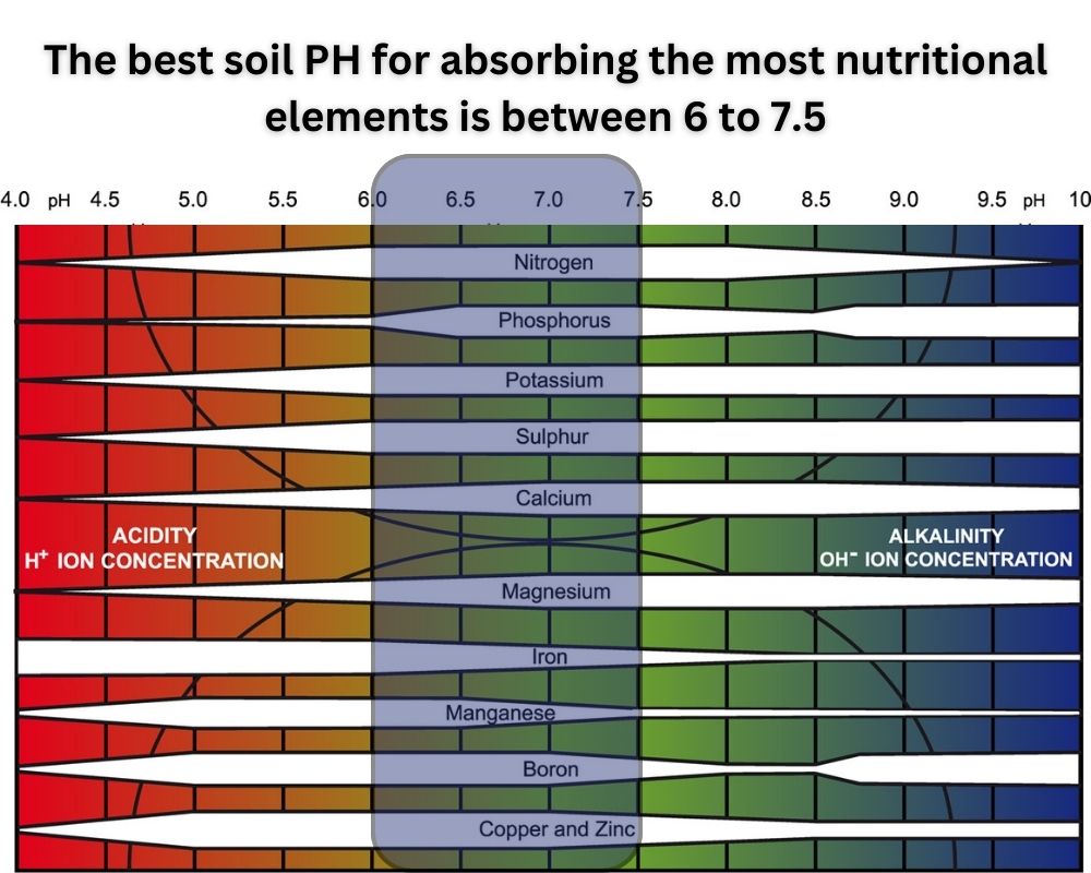 Check the Soil’s PH to Prevent Magnesium Deficiency in Plants