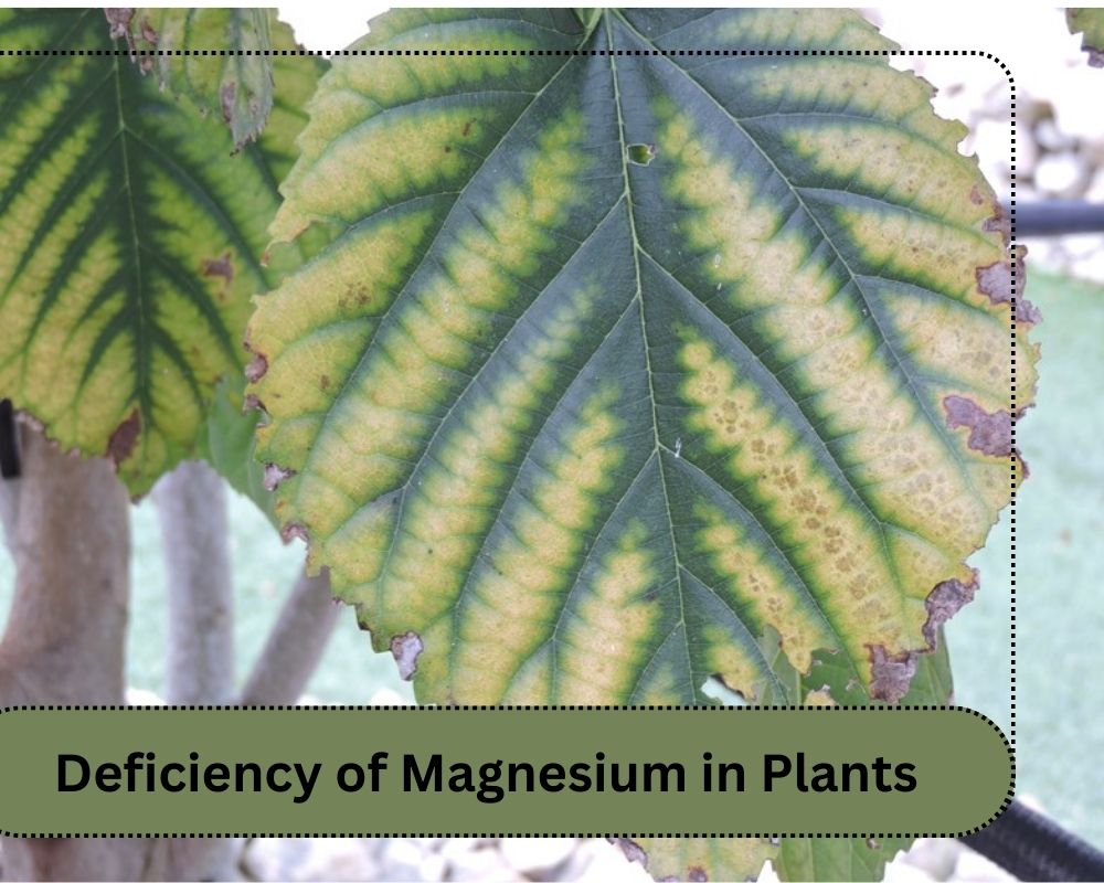 Deficiency of Magnesium in Plants