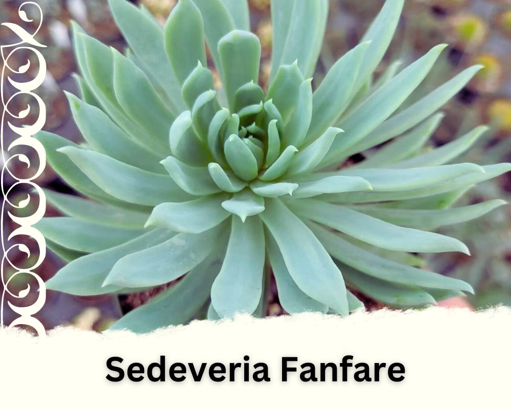 Sedeveria "Fanfare" is an open growth succulent