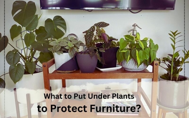 What to Put Under Plants to Protect Furniture? Top 20 Ideas