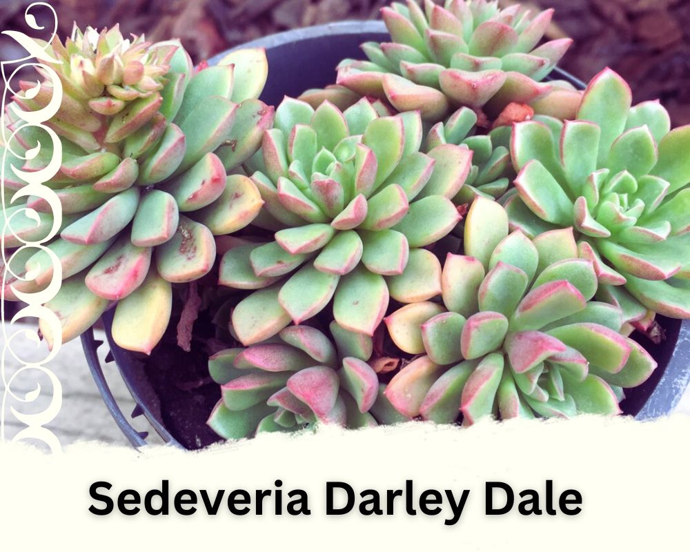 Sedeveria "Darley Dale" is a succulent