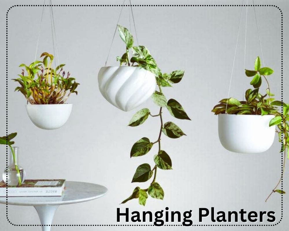 hanging plants are hanged from ceiling