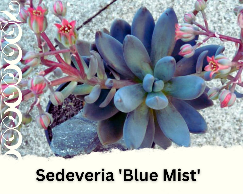 Sedeveria 'Blue Mist' is a blue -gray succulent