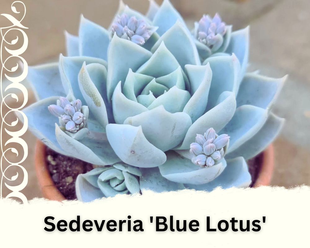 Sedeveria 'Blue Lotus' is very beautiful succulent with blue gray leaves