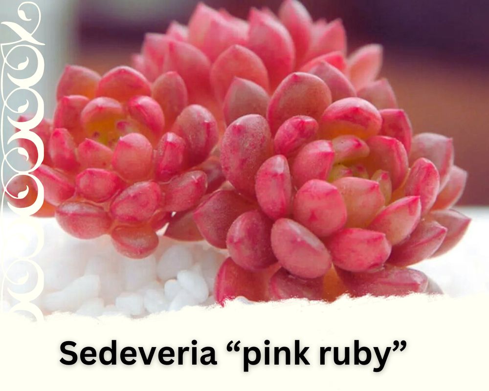 Sedeveria “pink ruby” is a succulent with red and pink leaves