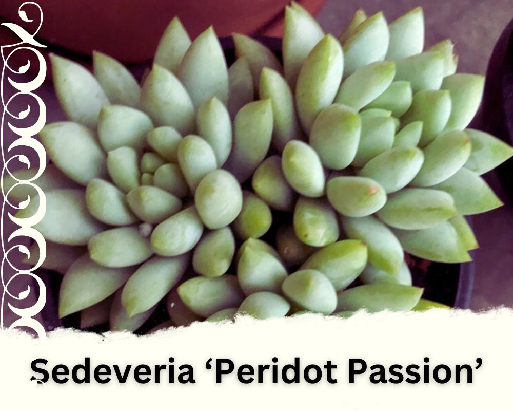 Sedeveria ‘Peridot Passion’ is a succulent
