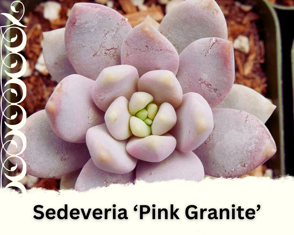 Sedeveria ‘Pink Granite’ is a Sedeveria type