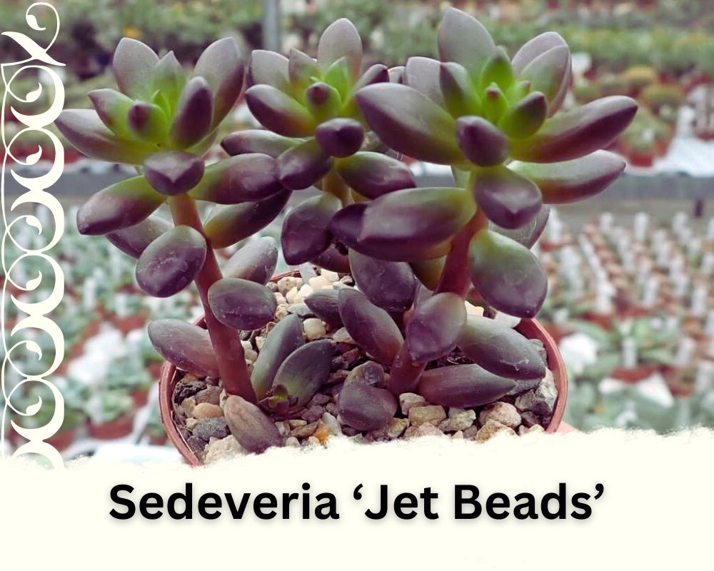 Sedeveria ‘Jet Beads’ is a succulent plant